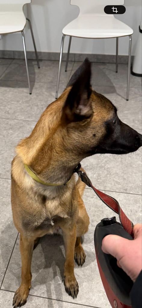 Mechelse herder teefje 1 jaar afgericht, Parvo, België, Fokker | Hobbymatig, 15 weken tot 1 jaar