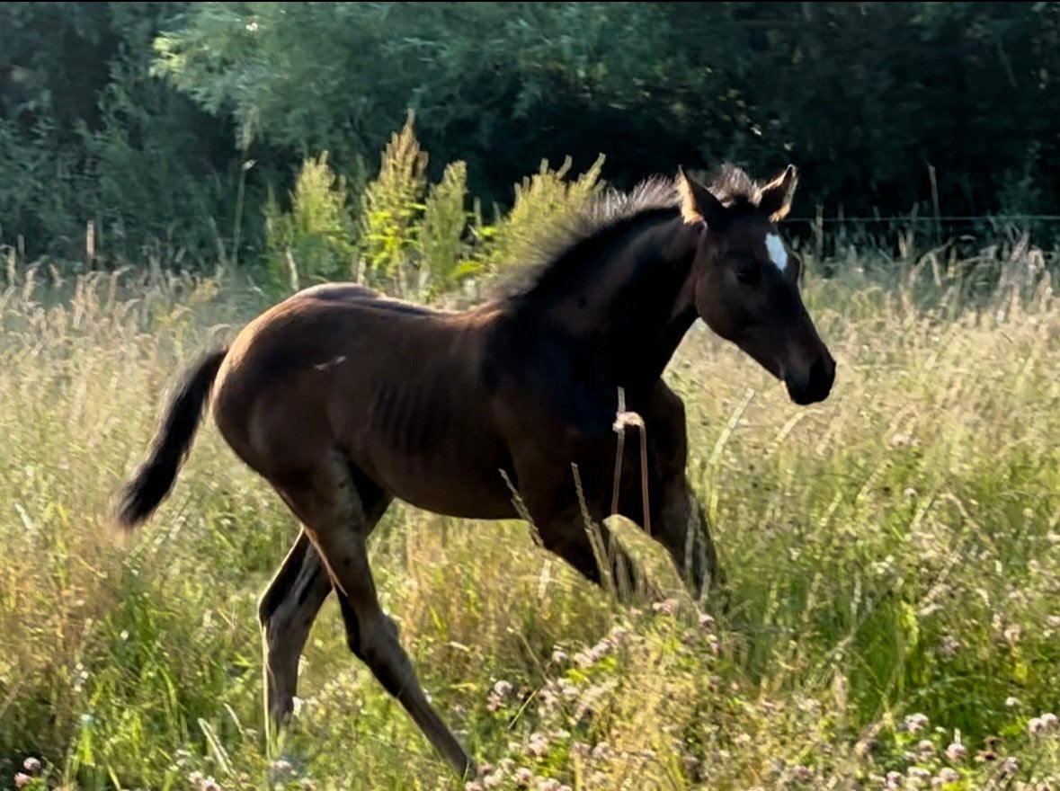 Knap merrie veulen zoekt 5 * huisje, Dieren en Toebehoren, Merrie, Springpaard, Met stamboom, 0 tot 2 jaar