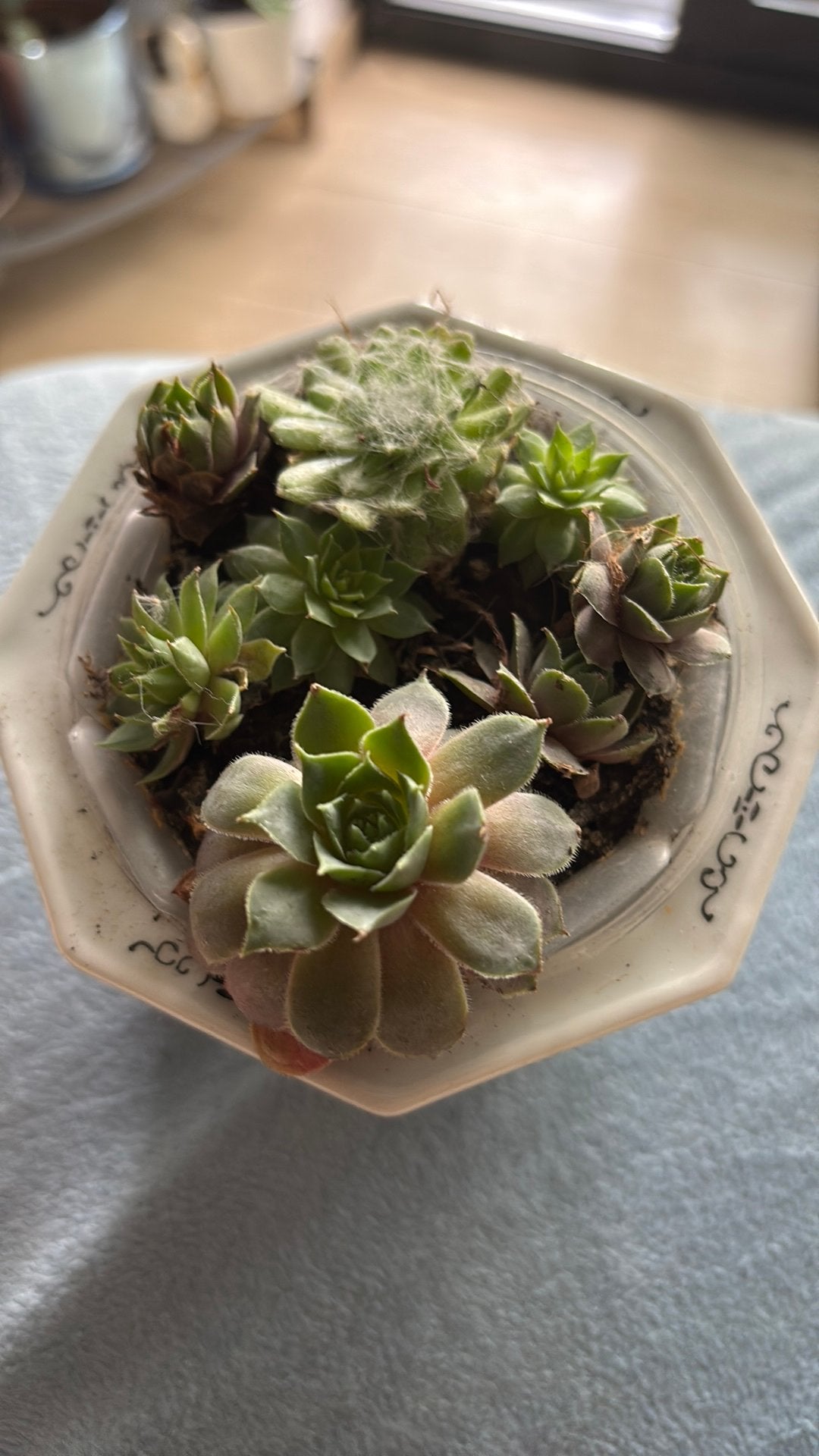 Mix succulent with chinese vintage pot, Enlèvement, Comme neuf