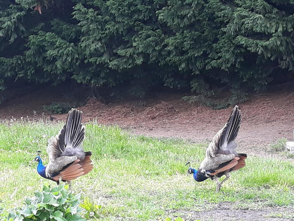 2 paons bleus males, Animaux & Accessoires
