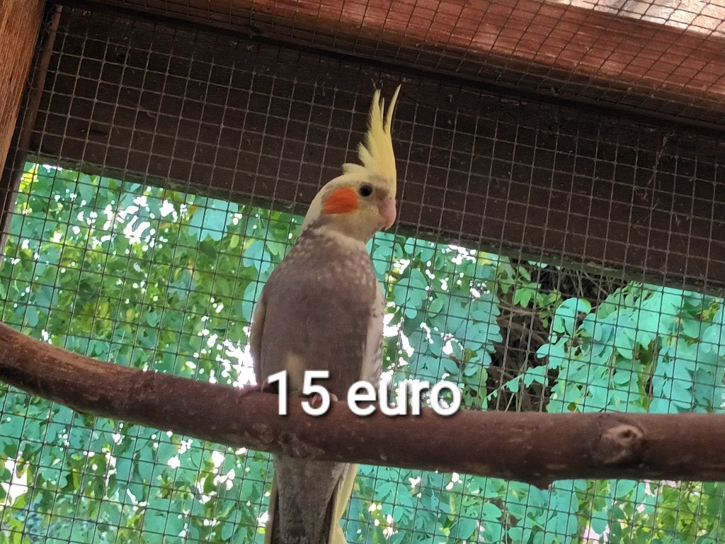 valkparkieten van 2026 te koop.