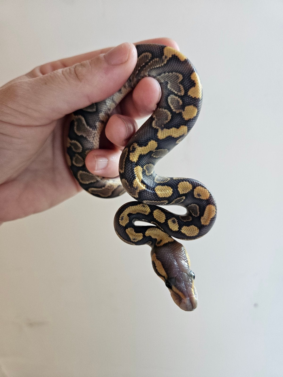 Python regius, Dieren en Toebehoren, Reptielen en Amfibieën, Slang, 0 tot 2 jaar