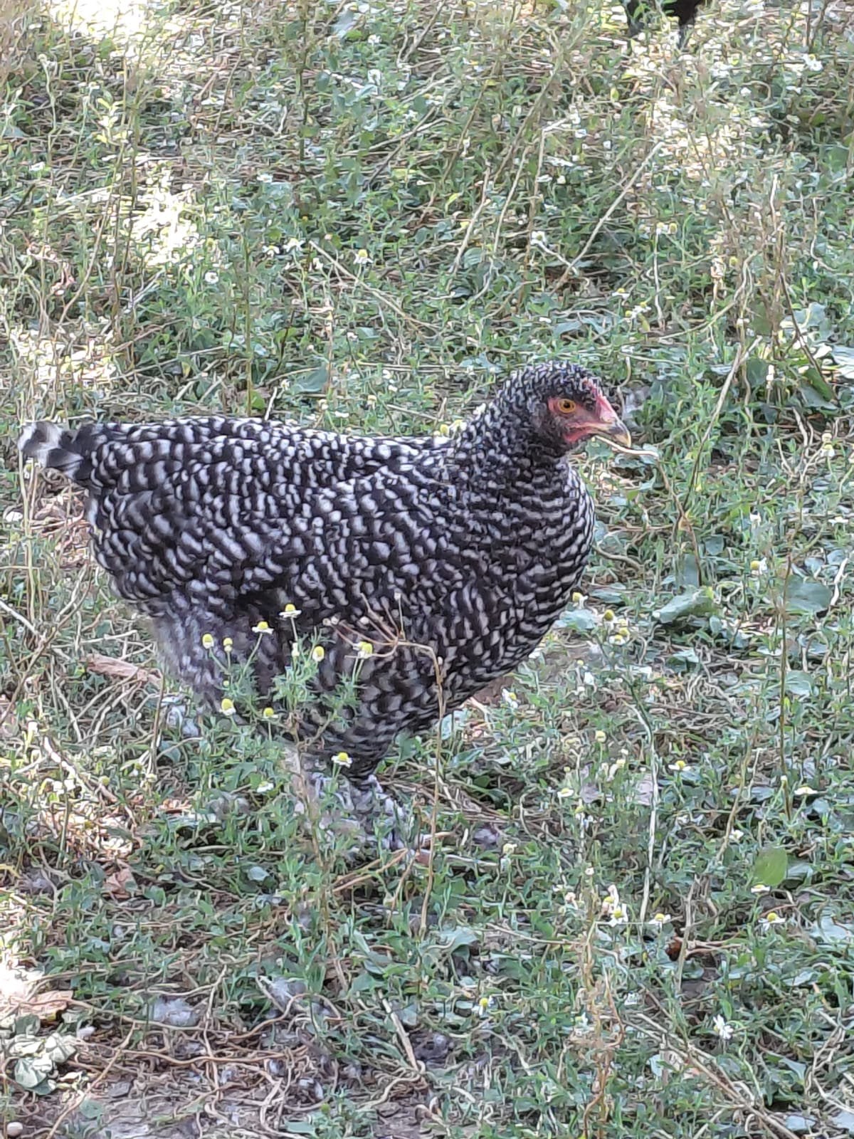 Mechelse koekoek, Dieren en Toebehoren, Pluimvee