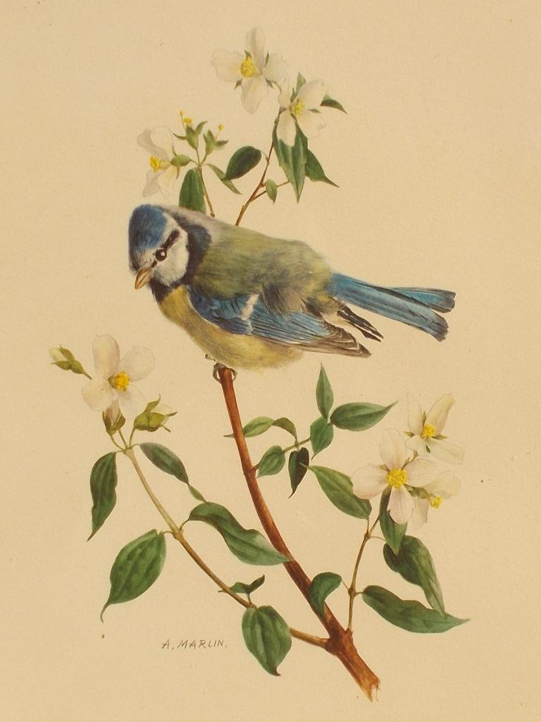 vintage jaren 1950 kunst pimpelmees  A. Marlin, Ophalen of Verzenden