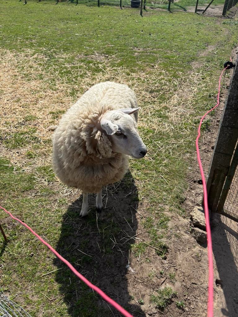 Mooie gezonde ram te koop!, Dieren en Toebehoren, Schapen, Geiten en Varkens, Mannelijk, Schaap, 0 tot 2 jaar