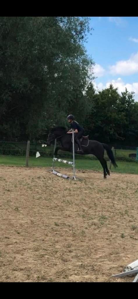 Allround new forest c-pony te koop, Dieren en Toebehoren, Pony's, Merrie, B, C pony (1.27m tot 1.37m), Recreatiepony, 11 jaar of ouder