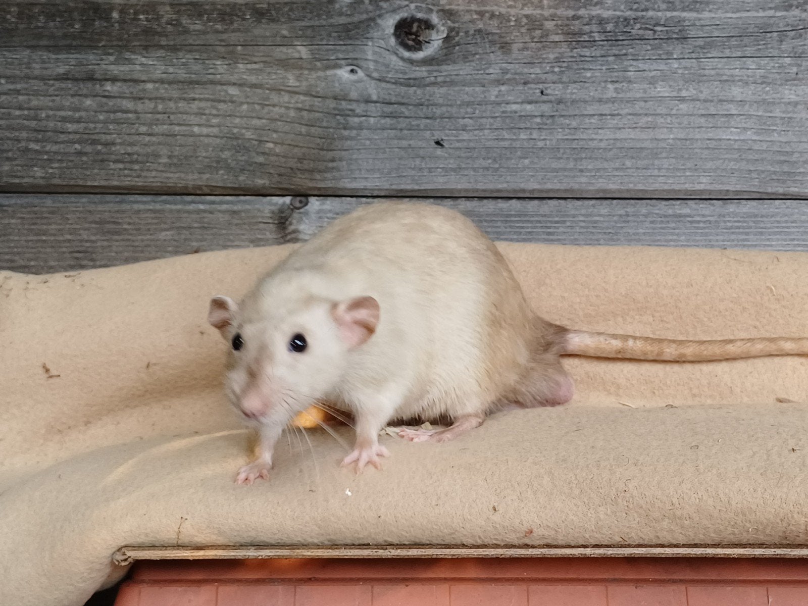 Groep mannetjes ratjes, Animaux & Accessoires, Rongeurs, Janvier, Mâle, Rat