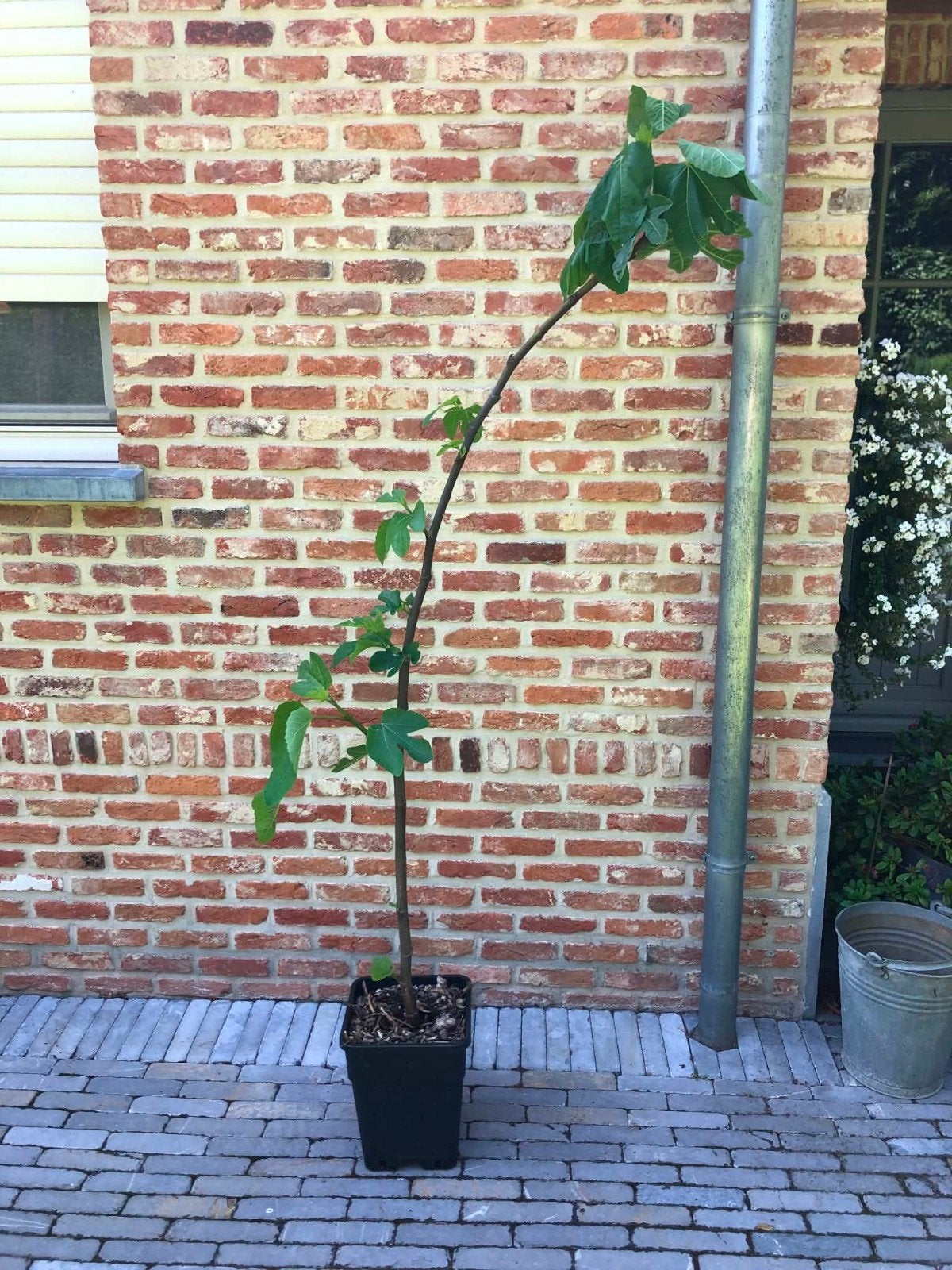 Vijgenboom Galicia negra, Ophalen