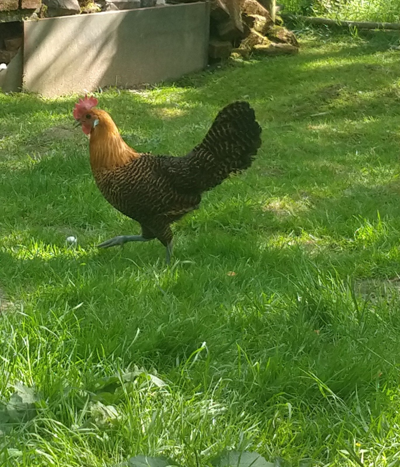 3 goudbrakel hennen te koop, Dieren en Toebehoren, Pluimvee, Vrouwelijk, Kip
