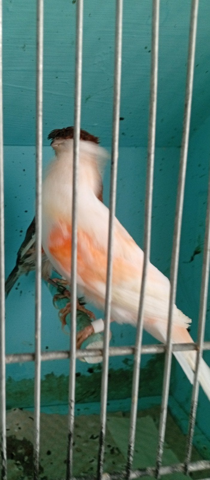 Couple canaris arlequin 2026 à, Animaux & Accessoires, Plusieurs animaux, Canari chanteur