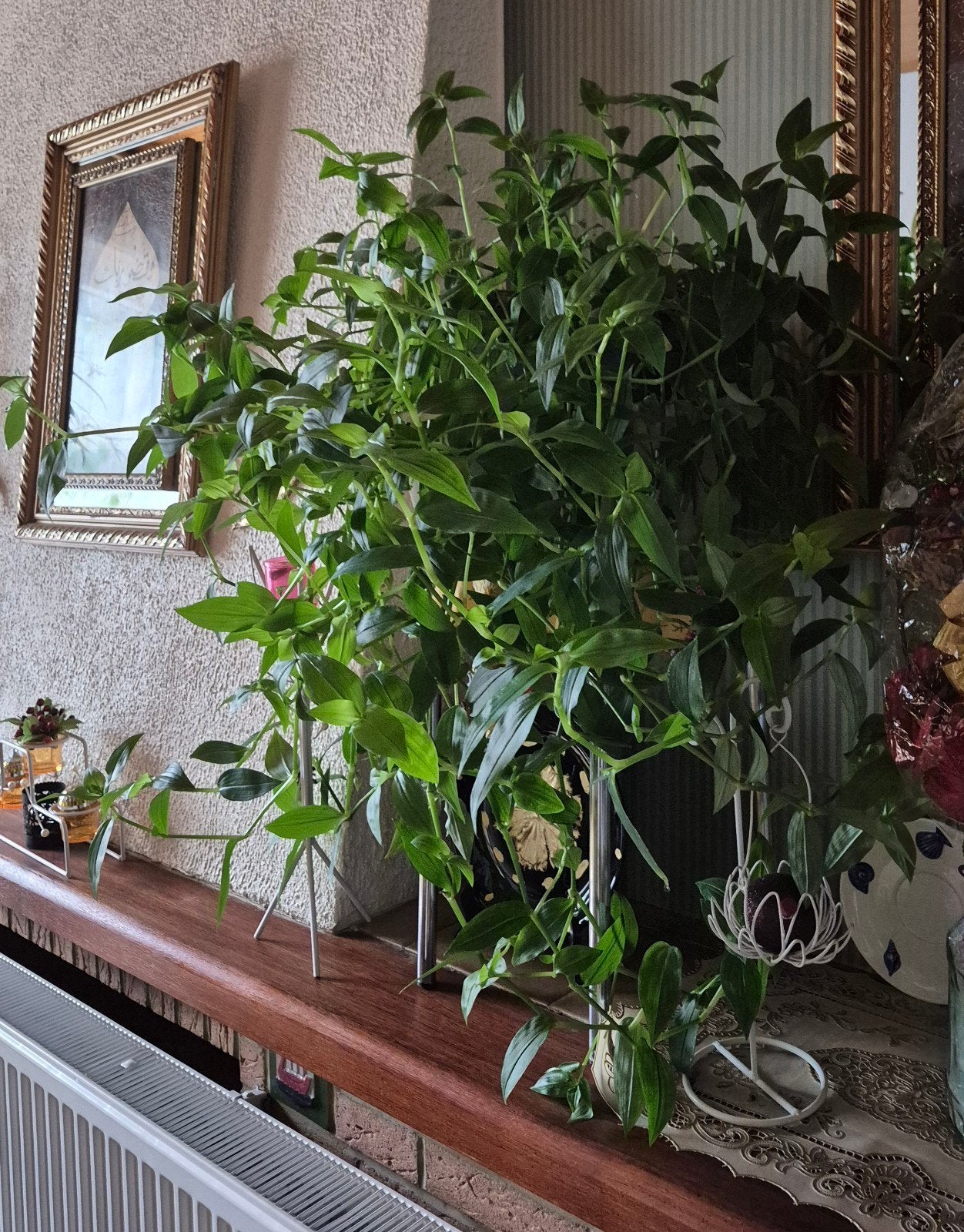Plante, Maison & Meubles, Plantes d'intérieur, Enlèvement