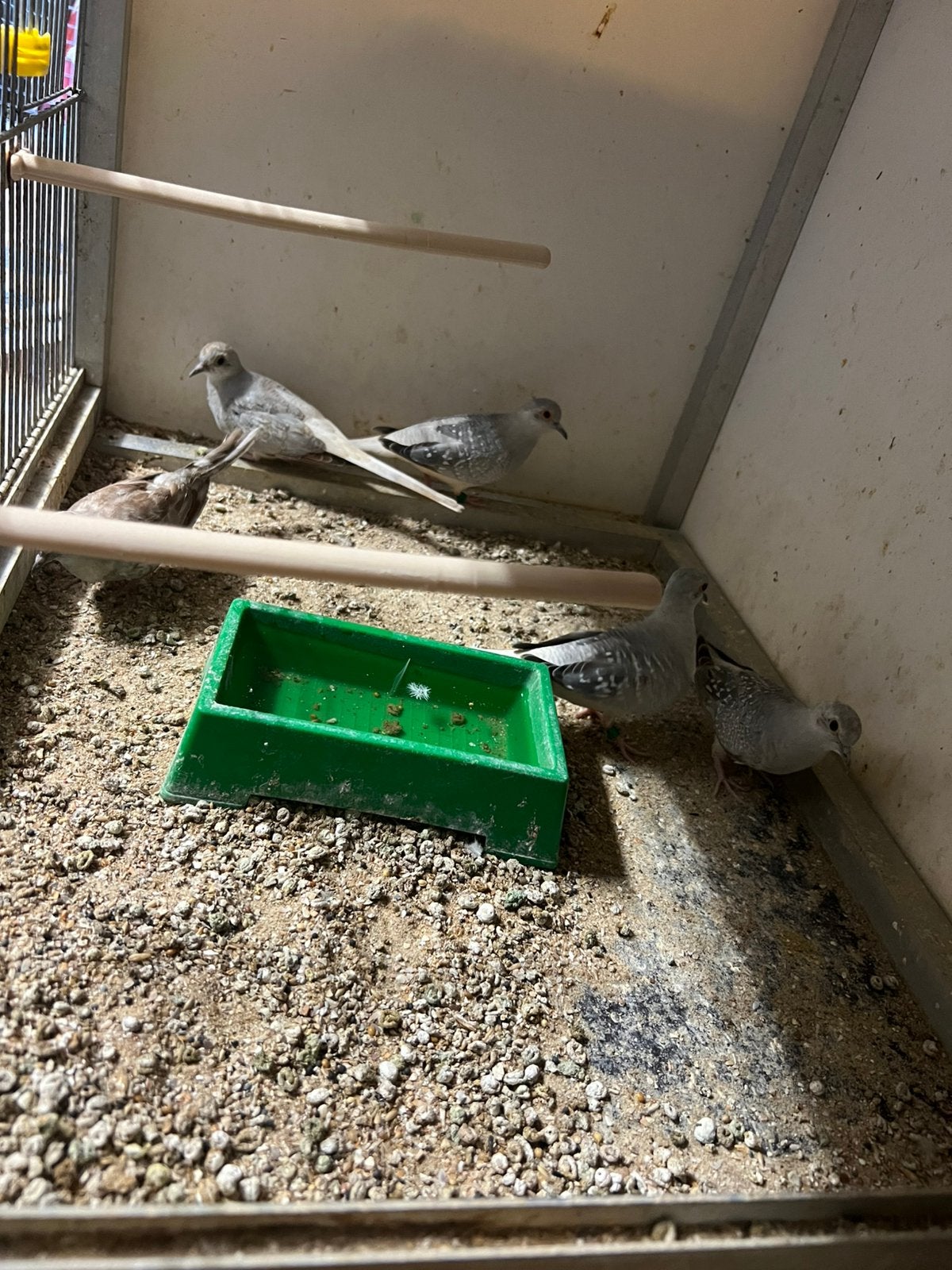 Diamant duifjes (2026), Animaux & Accessoires, Oiseaux | Oiseaux Autre