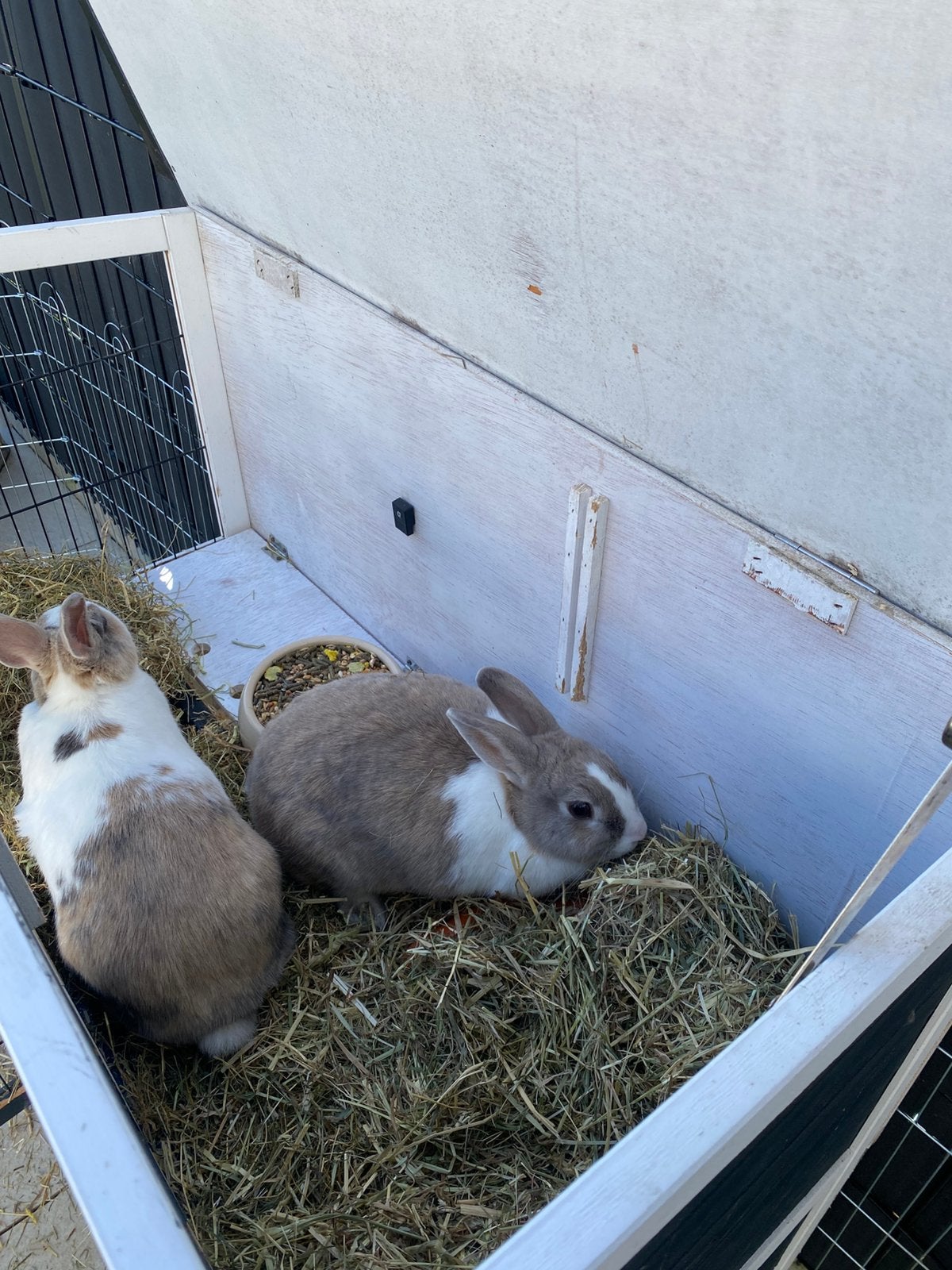 Konijntjes met eten, Dieren en Toebehoren, Konijnen, Vrouwelijk, Middelgroot, 3 tot 5 jaar