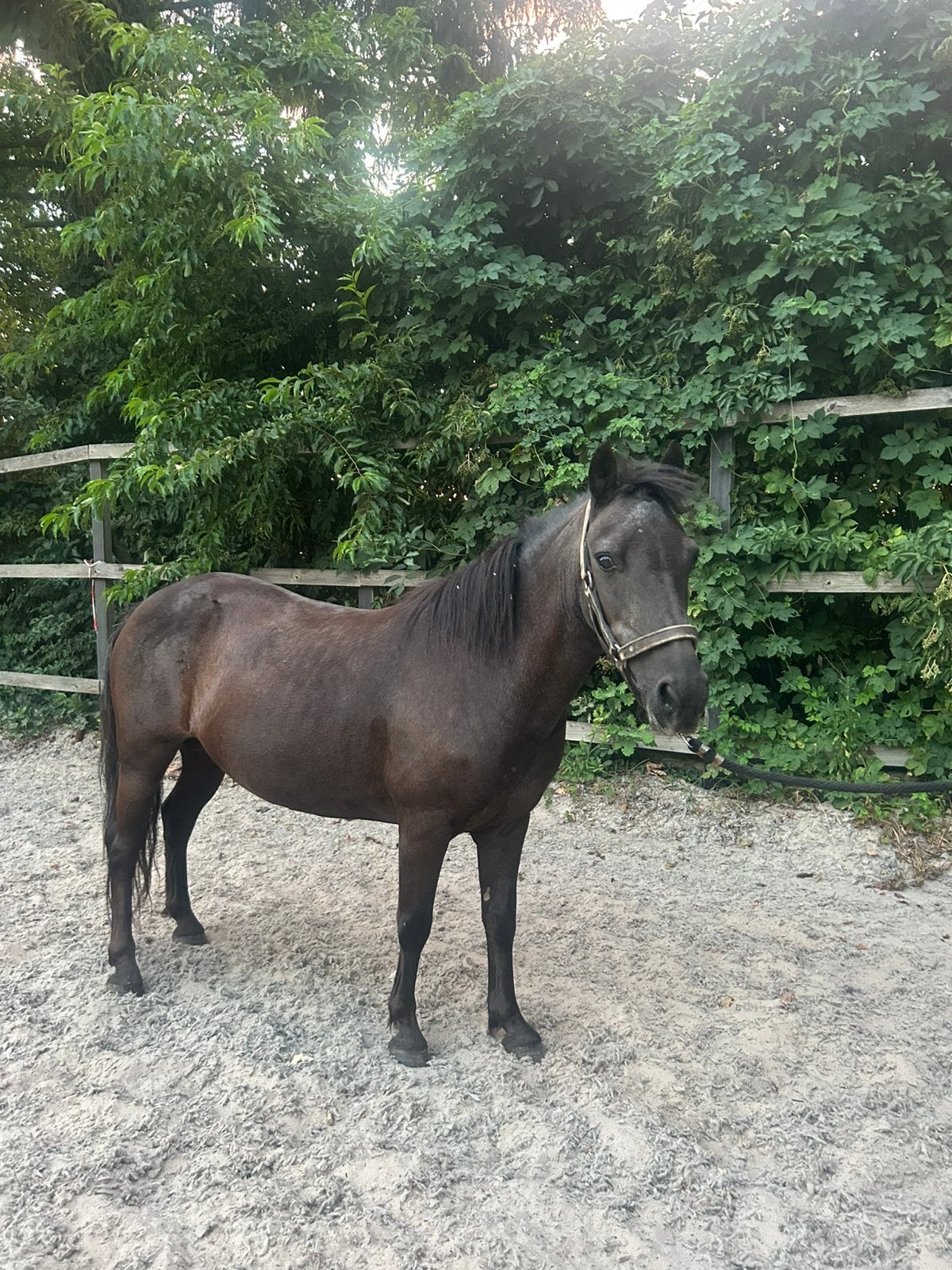 Leuke B pony, Dieren en Toebehoren, B