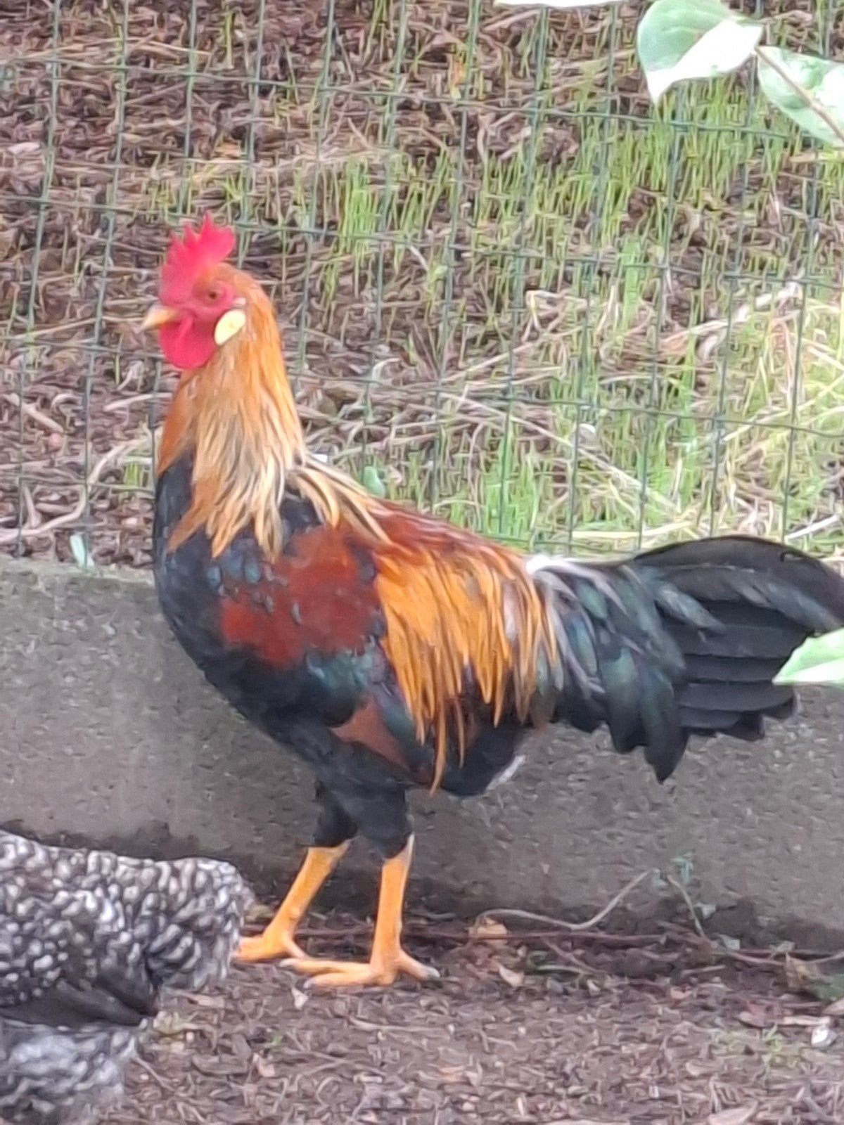 Leghorn haan Goudbruin split Isabel patrijs., Dieren en Toebehoren, Pluimvee