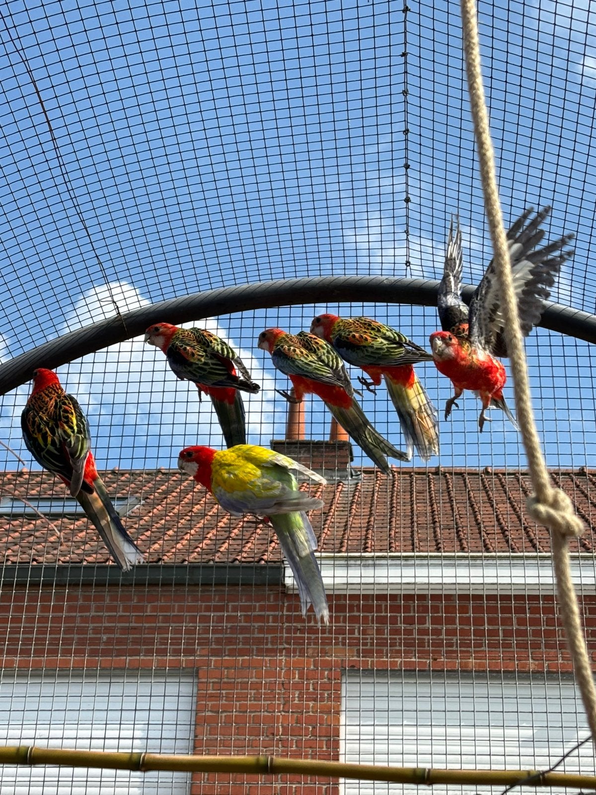 Rosella's, Geslacht onbekend