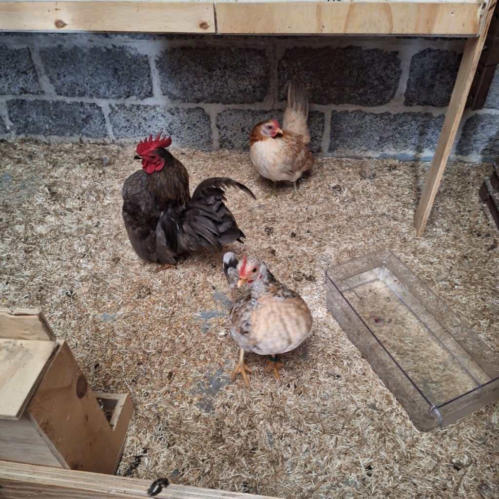 Serama kippen, Dieren en Toebehoren, Pluimvee, Meerdere dieren, Kip