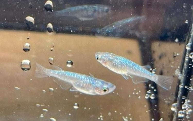 Lac Medaka Sapphire, Poisson, Poisson d'eau douce, Banc de poissons
