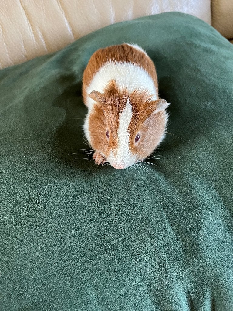 Cavia, Cavia, April, Mannelijk, Tam