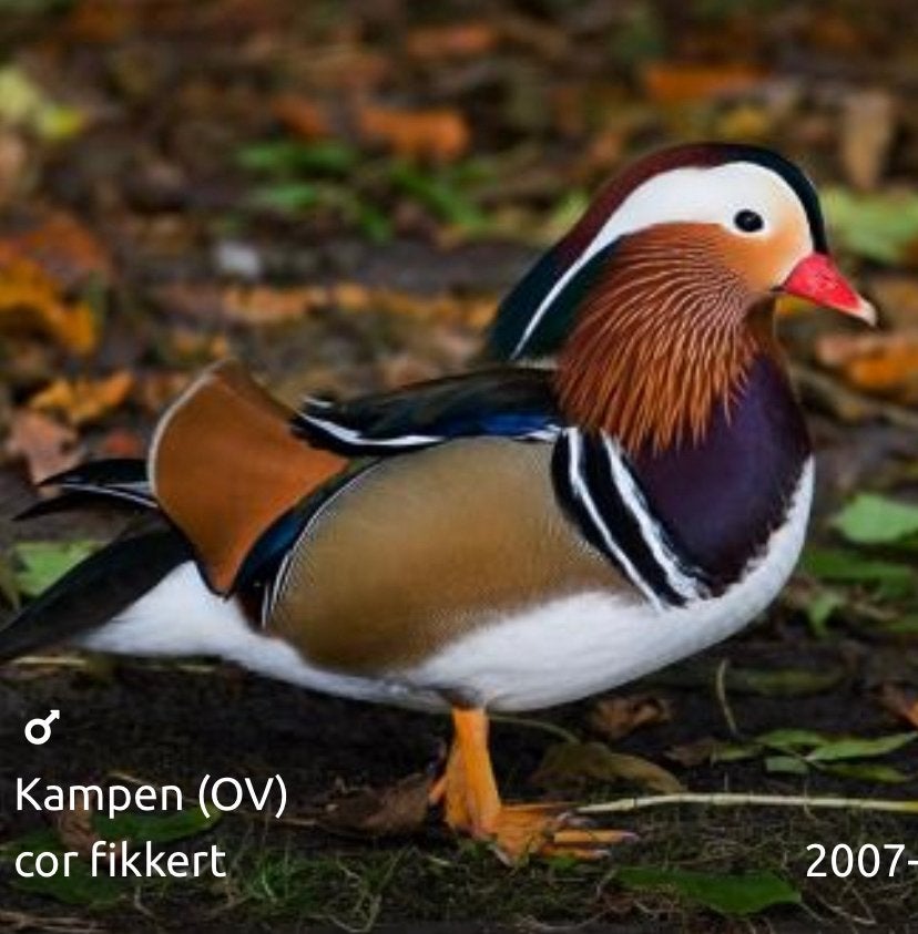 Verschillende soorten siereenden en sierganzen, Dieren en Toebehoren, Pluimvee, Eend