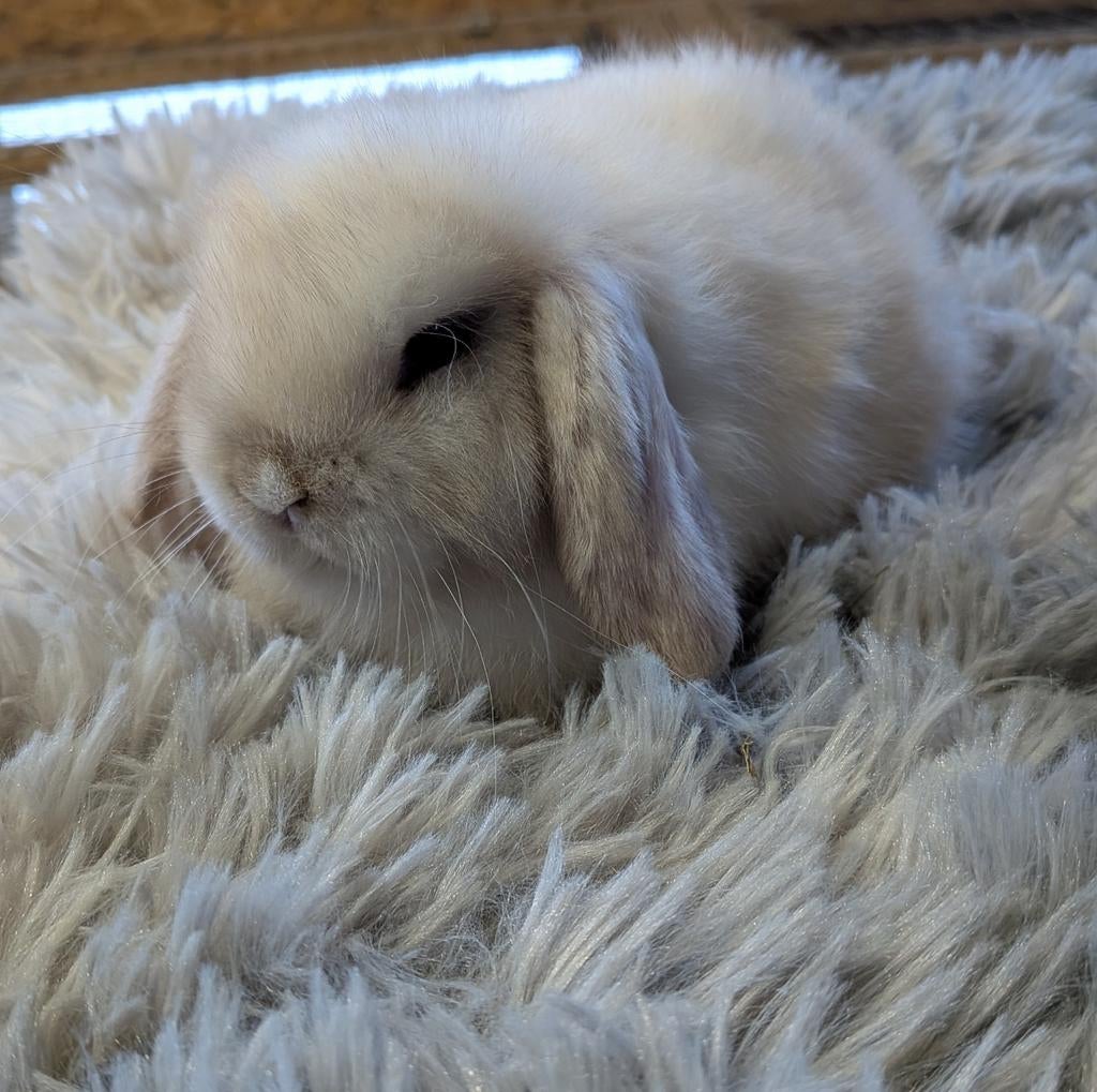 Minilop rammelaartje, Animaux & Accessoires, Lapins