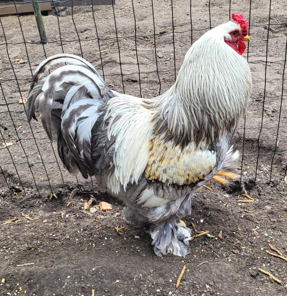 Brahma zalm haan, Dieren en Toebehoren