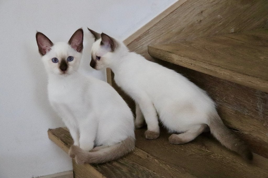 Prachtige siamese thai kittens met stamboom, Dieren en Toebehoren, Poes, Met stamboom, 0 tot 2 jaar