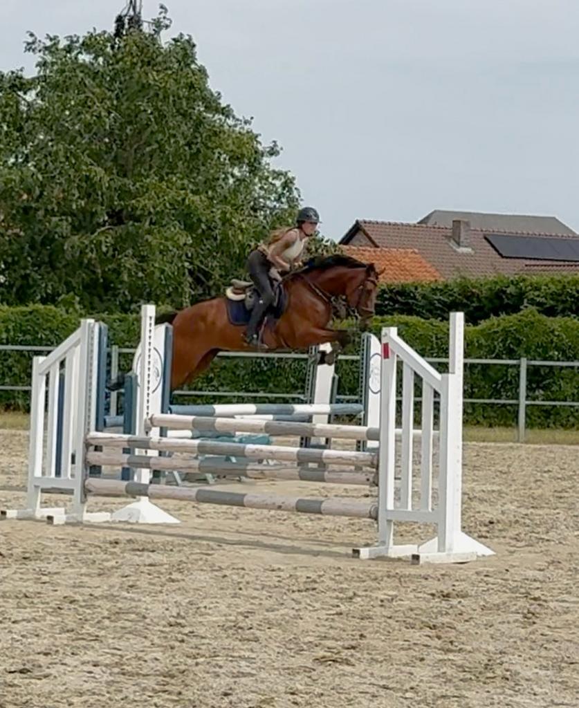 Hele fijne kwpn merrie, Dieren en Toebehoren, Paarden