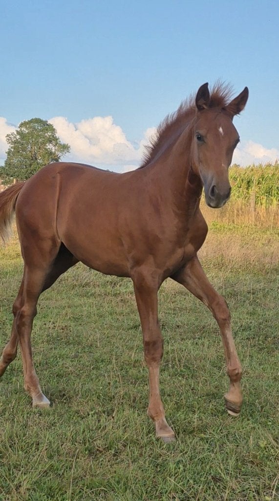 Merrieveulen, Cheval de dressage, Avec puce électronique, 160 à 165 cm, Ne s'applique pas