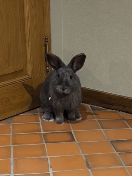 Tam konijn nijntje zoekt nieuwe thuis, Dieren en Toebehoren, Mannelijk, Middelgroot, 3 tot 5 jaar
