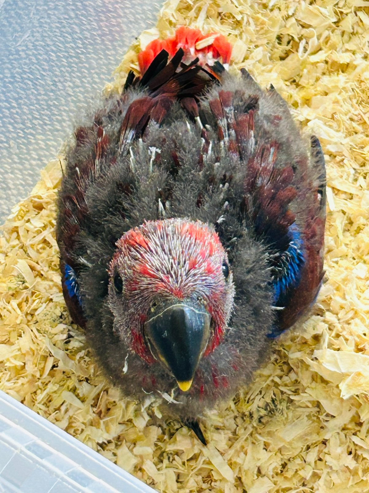 Handtamme jonge  Edelpapegaai van 6 weken oud, Femelle, Perroquet, Parleur