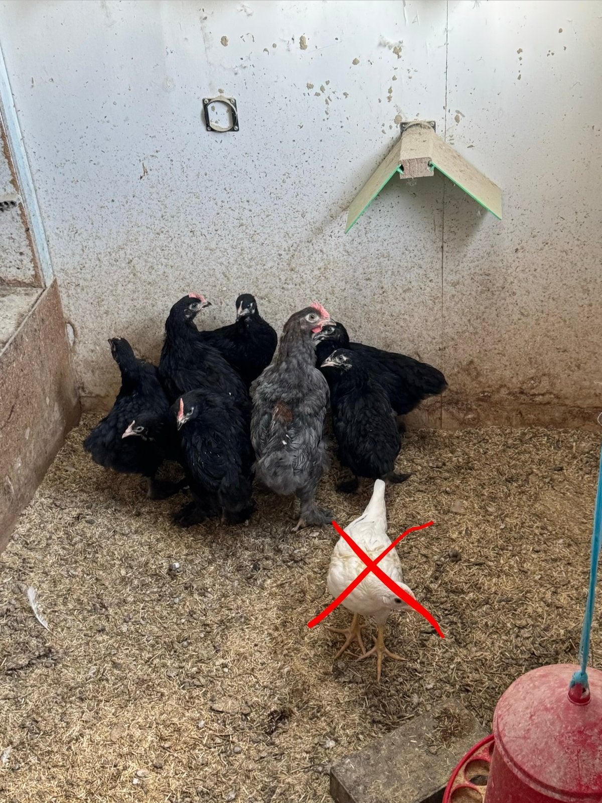 Poussins de Maran nés le 29 juin, Animaux & Accessoires, Volatiles, Plusieurs animaux, Poule ou poulet