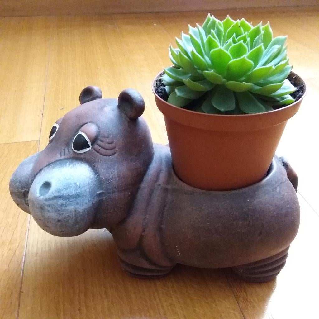 Cachepot (bloempot)” nijlpaard”, met plant, Tuin en Terras, Bloempotten, Ophalen