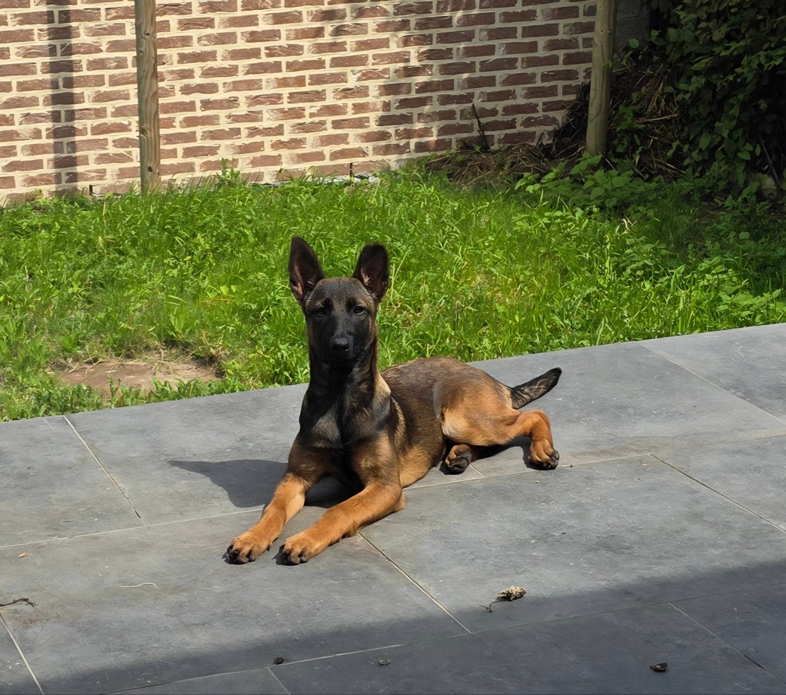 Femelle Berger Malinois pure race – 5 mois acheté 1500€, Enlèvement