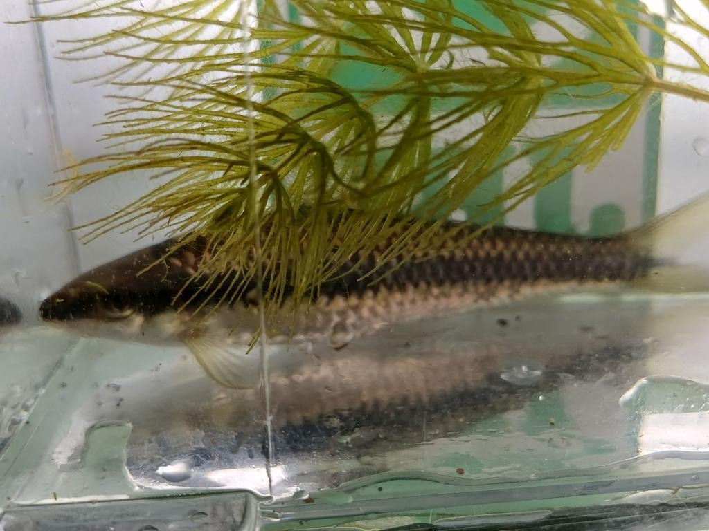Hobbyaquarium
Crossocheilus Oblongus / Siamese 10/12cm