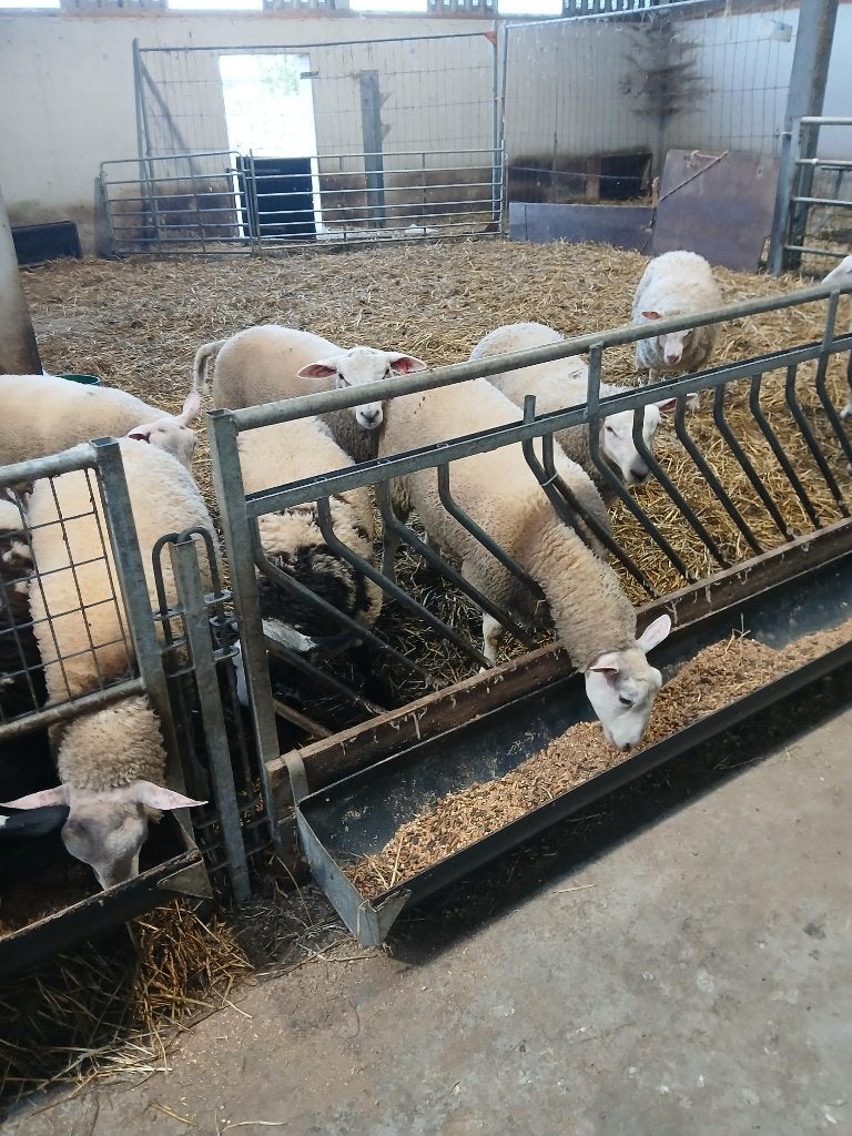 schapen, Dieren en Toebehoren, Meerdere dieren, Schaap, 0 tot 2 jaar