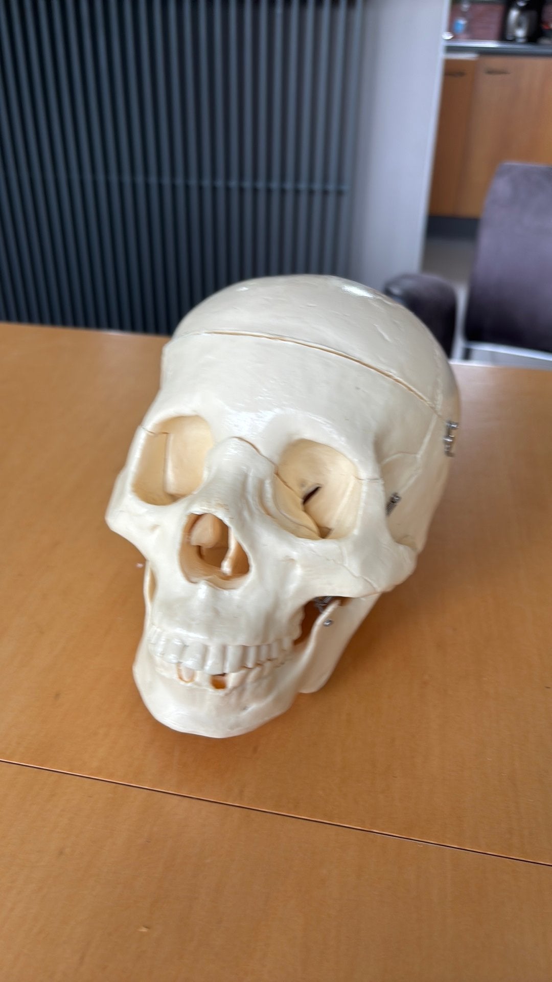 Anatomische schedel, Ophalen, Nieuw
