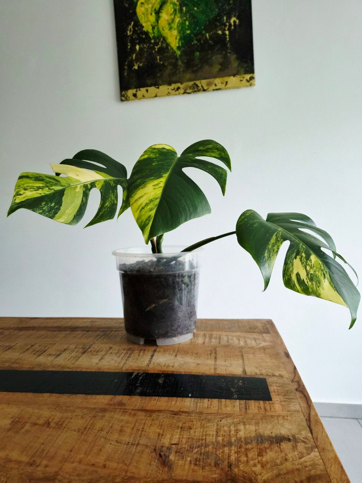 Monstera Deliciosa Aurea, Autres espèces, En pot, Moins de 100 cm, Enlèvement