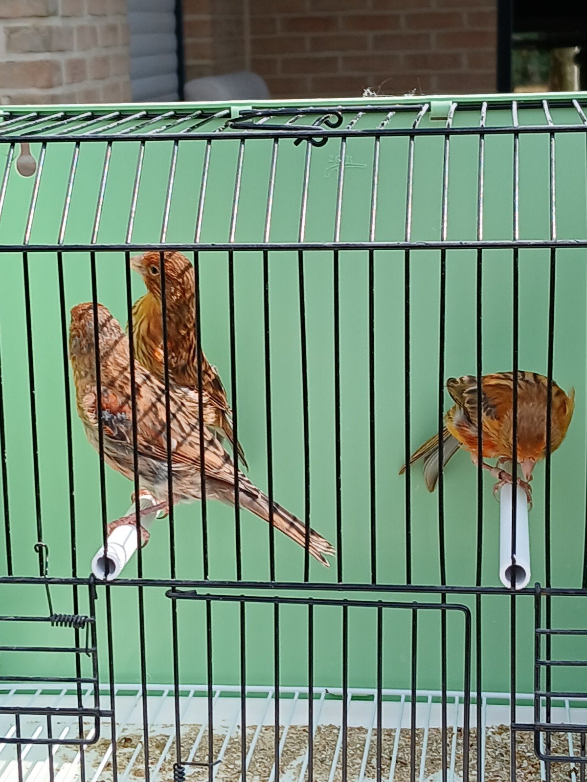 agaat kanaries, Dieren en Toebehoren