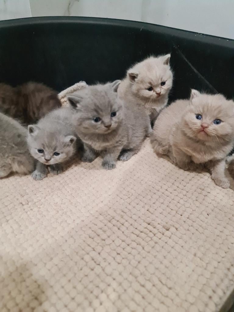 Brits korhaar kittens / unieke kleuren, Dieren en Toebehoren, Katten en Kittens | Raskatten | Korthaar, Meerdere dieren, Met stamboom
