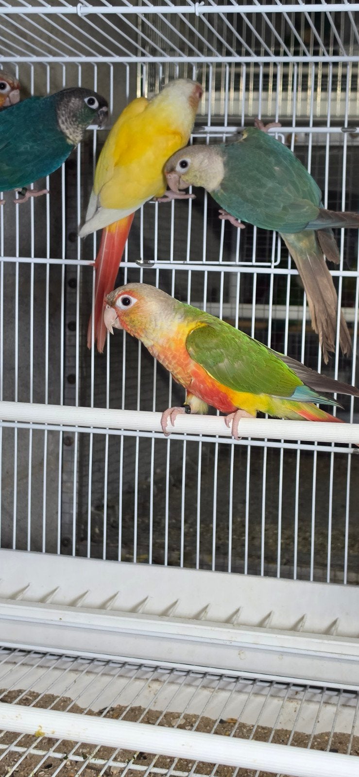 pyrrhura molinae, Meerdere dieren, Parkiet, Geringd