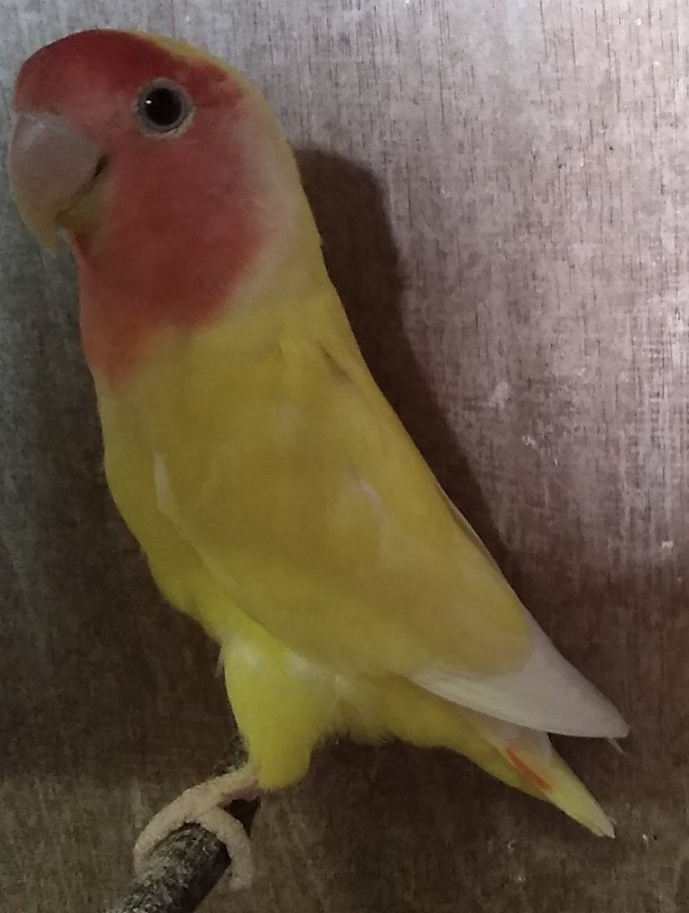 Agapornis Roseicolli, Dieren en Toebehoren, Vogels | Parkieten en Papegaaien, Geslacht onbekend, Dwergpapegaai of Agapornis, Tam