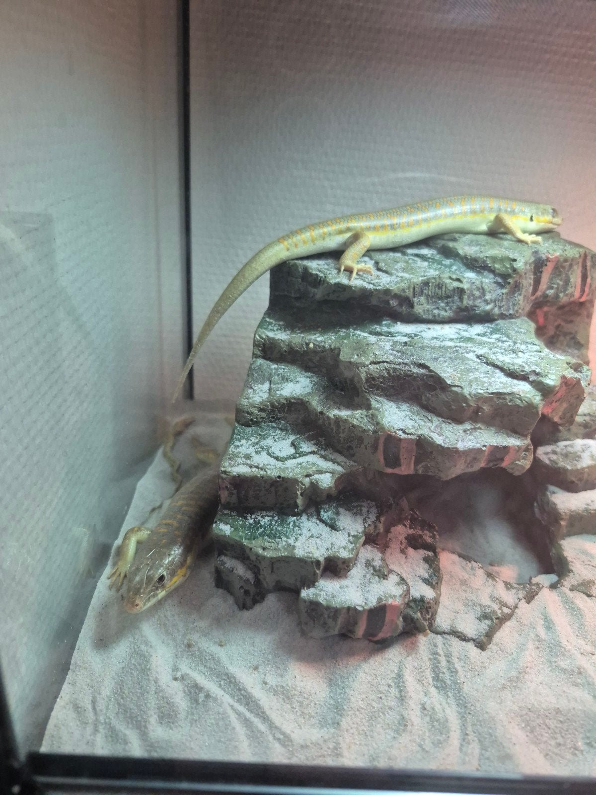 schneidersskink + terrarium en benodigdheden, Dieren en Toebehoren, Ophalen, Zo goed als nieuw