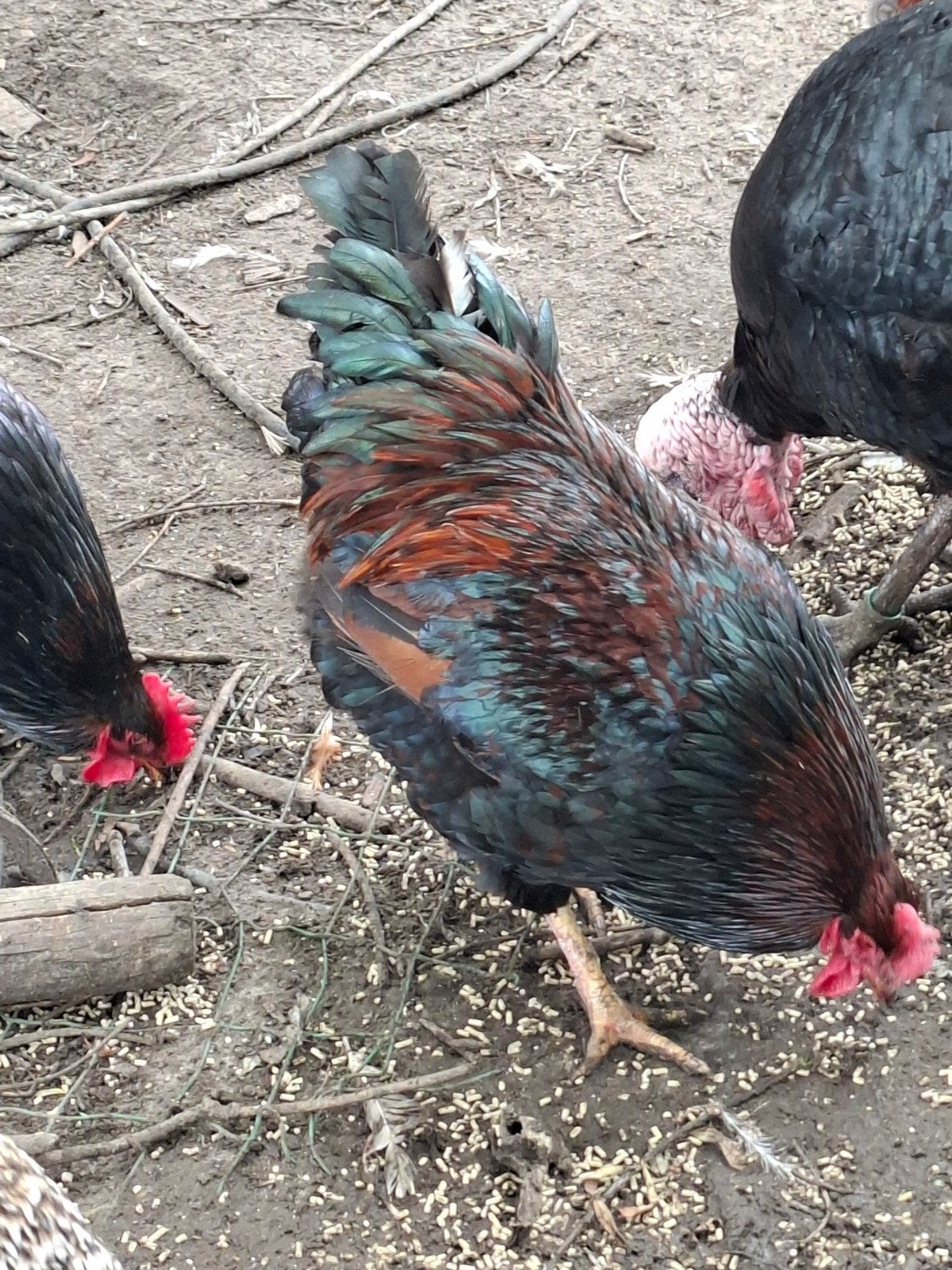 Haan Barnevelder dubbel gezoomd, Dieren en Toebehoren, Pluimvee