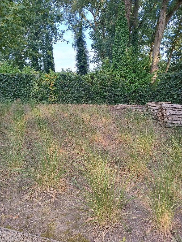 Gratis siergrassen, Tuin en Terras, Ophalen, Vaste plant, Siergrassen, Halfschaduw