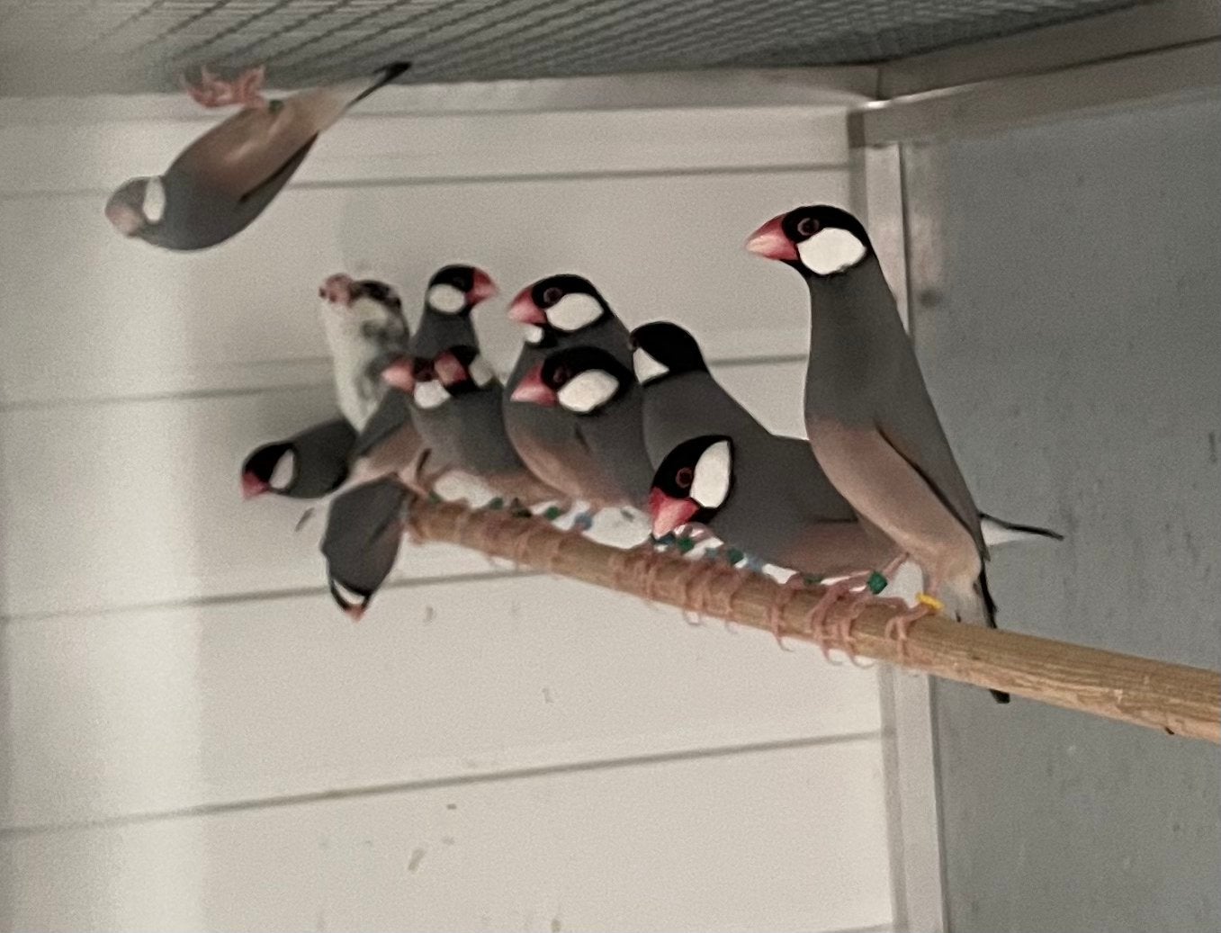 Jonge rijsvinken 2025 - 2026, Dieren en Toebehoren, Vogels | Overige Vogels
