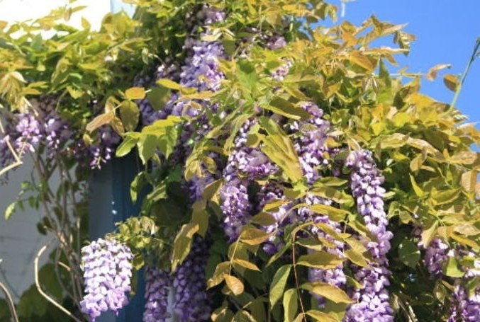 Blauwe regen (Wisteria sinensis), Ophalen, Lente, Vaste plant, Halfschaduw