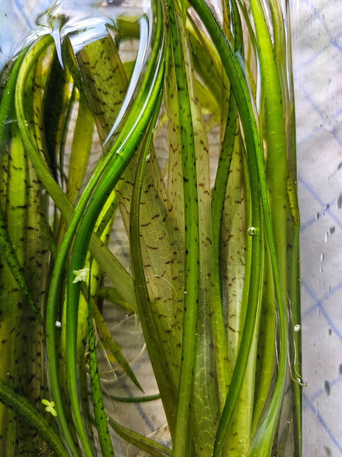Vallisneria-tijger, Gebruikt, Plant(en), Steen of Hout