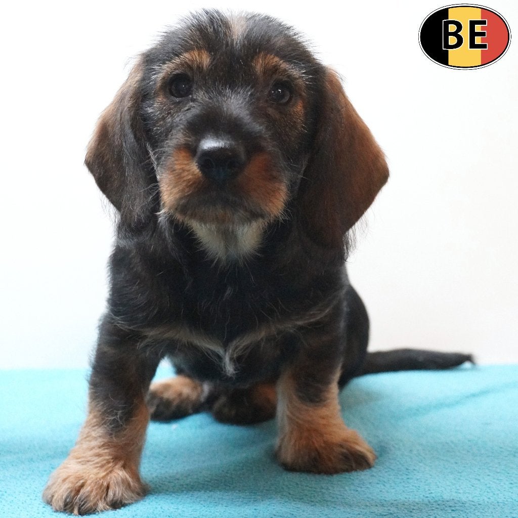 Teckel à poil dur (mâles) chiots belges à vendre, Animaux & Accessoires, Commerçant, Chien (mâle), Belgique, 8 à 15 semaines