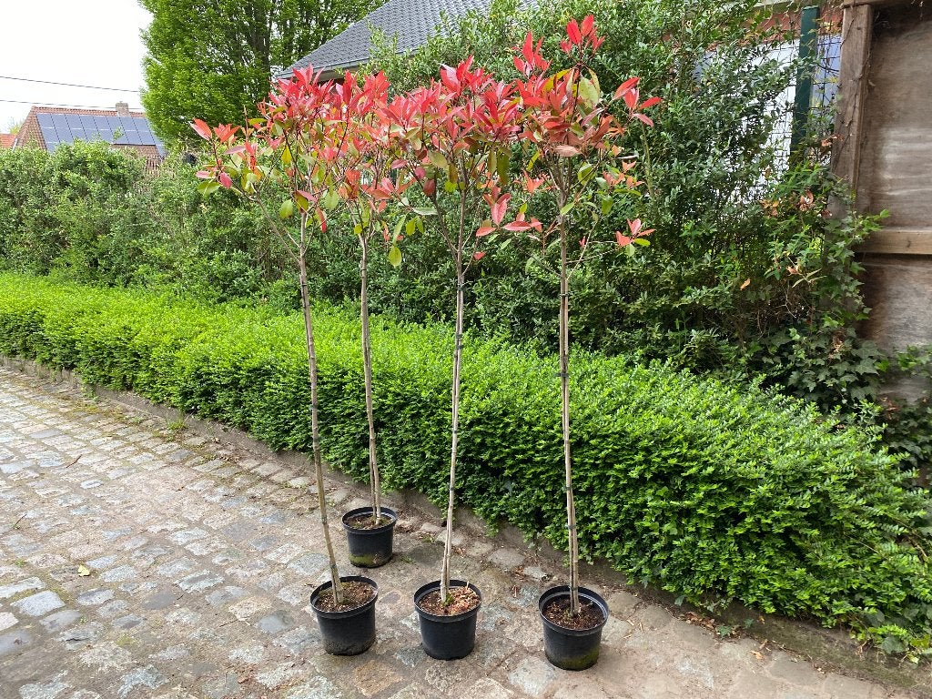 Photinia fraseri Red Robin, Ophalen, Winter, In pot, Bolboom